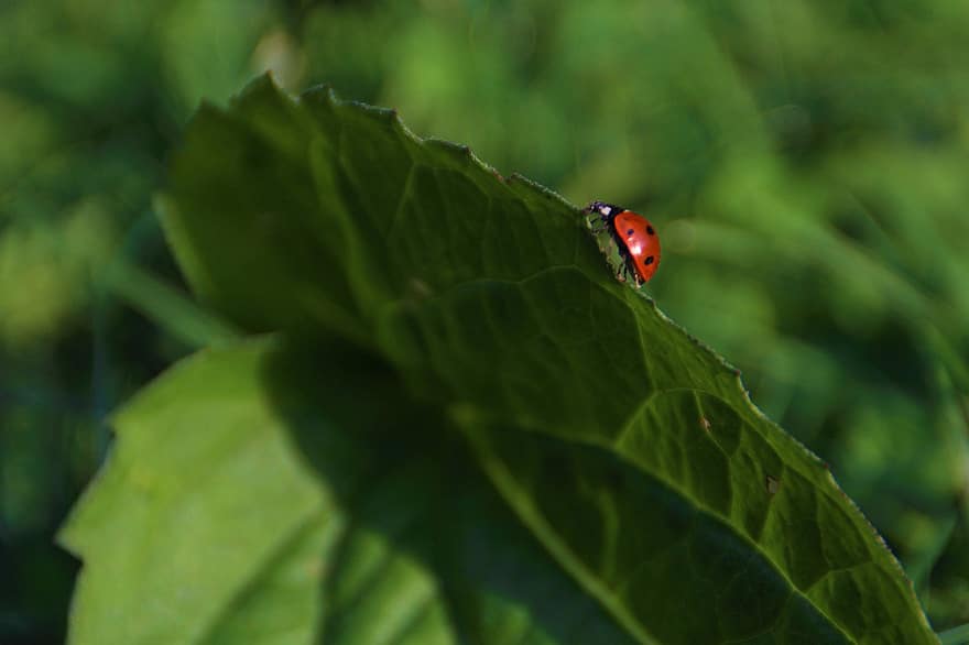 Ladybug, Insect, Leaf, Ladybird Beetle, Beetle, Red Beetle, Dotted, Dotted Beetle, Nature, Fauna, Animal