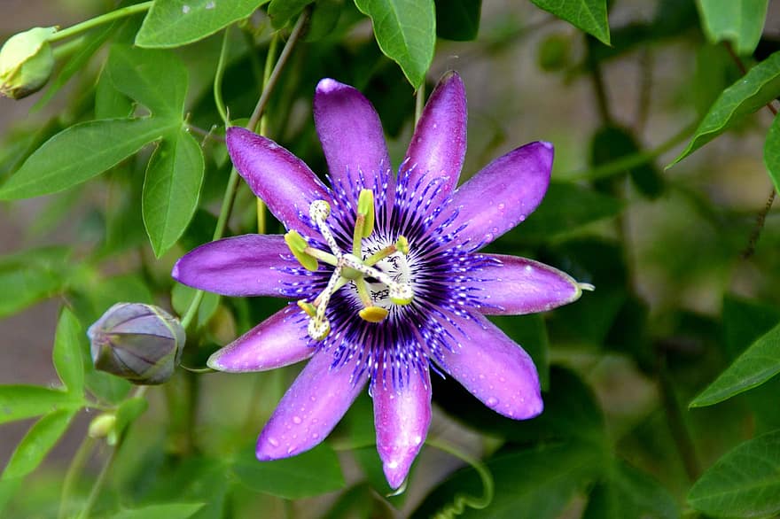 zieds, purpura zieds, zied, purpura ziedlapiņas, ziedlapiņām, putekšņi, Botāniskais dārzs, lapas, zaļumi, flora, raksturs