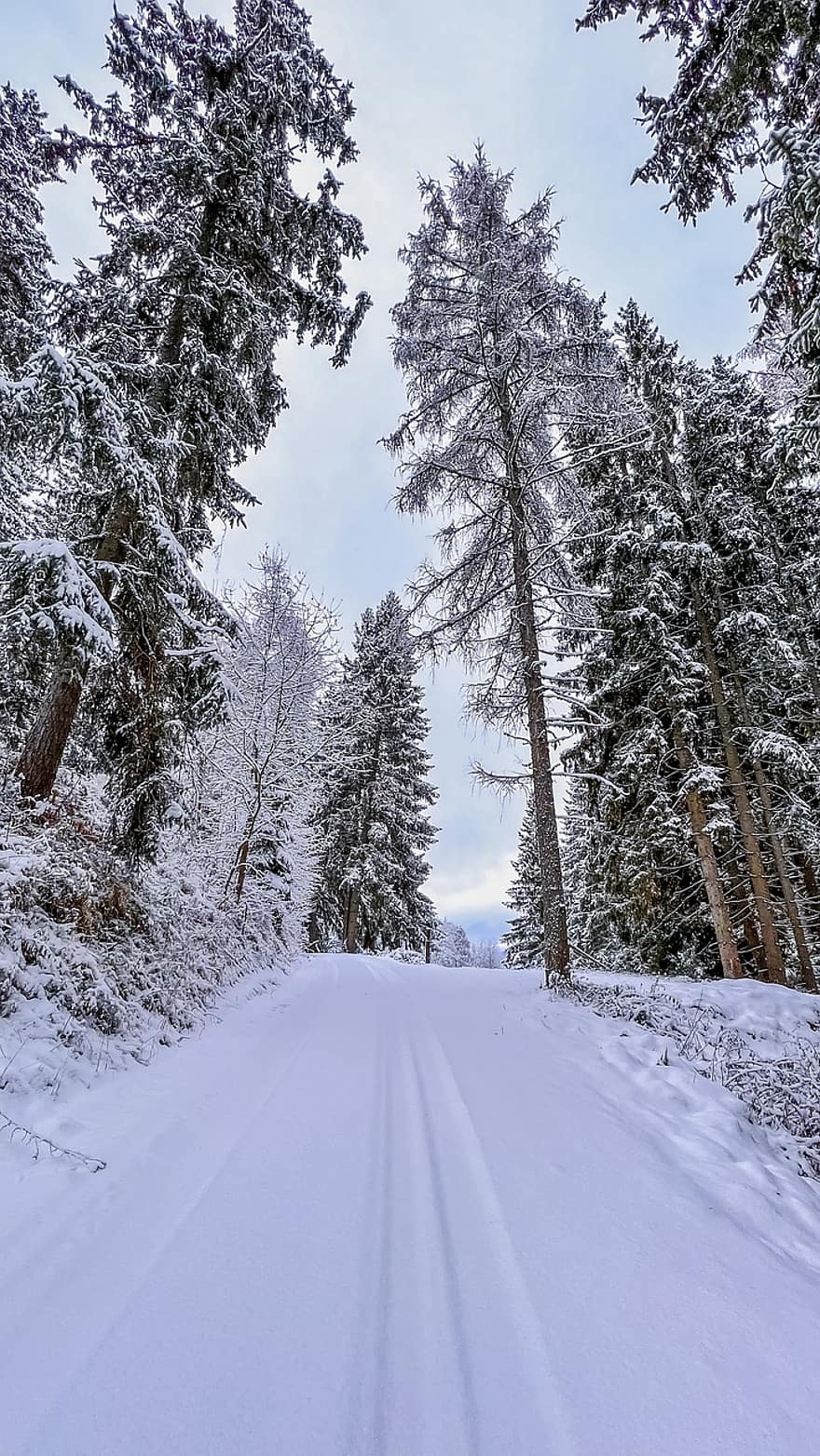 inverno, Áustria, floresta, montanha, neve, árvore, temporada, geada, panorama, gelo, azul