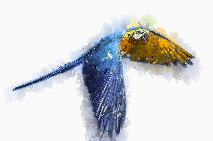 παπαγάλος, μπλε macaw, πετώ, πουλί, πτέρυγα, ουρανός, άγρια ​​ζωή, εξωτικός, φύση, ζώο, πέταγμα