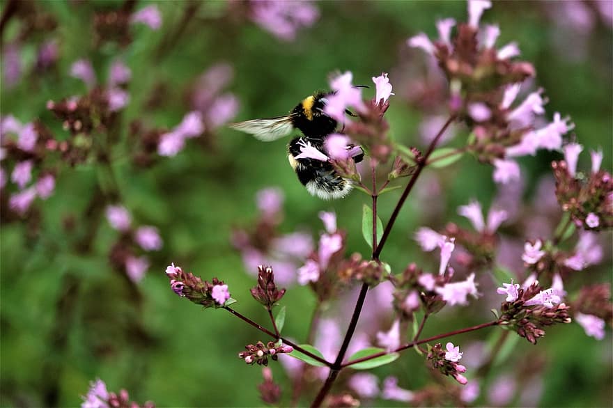hummel, μέλισσα, έντομο, φύση, πτέρυγα, κήπος, καλοκαίρι, βοτανική, μέλισσες, kempen, niederrhein