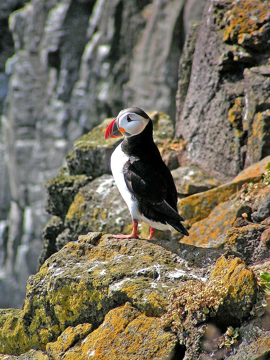 Puffin, Iceland, Seevogel, Beauty, Cliff, Coast, Colorful, Bill, Fauna, Animal World, Nature
