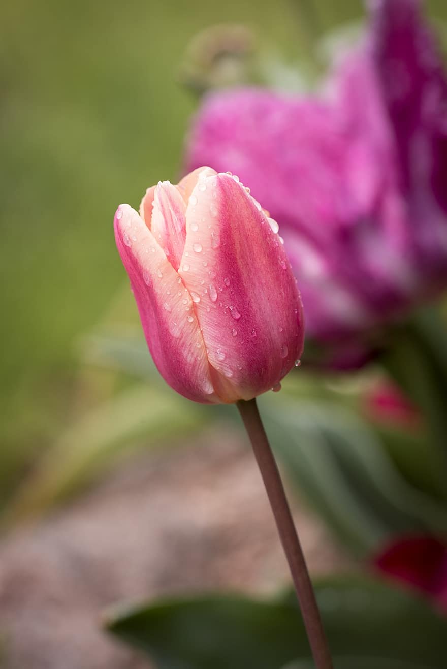 tulipan, blomst, dug, dug dråber, vanddråber, regndråber, blomstre, flor, natur, flora, forårsbloem