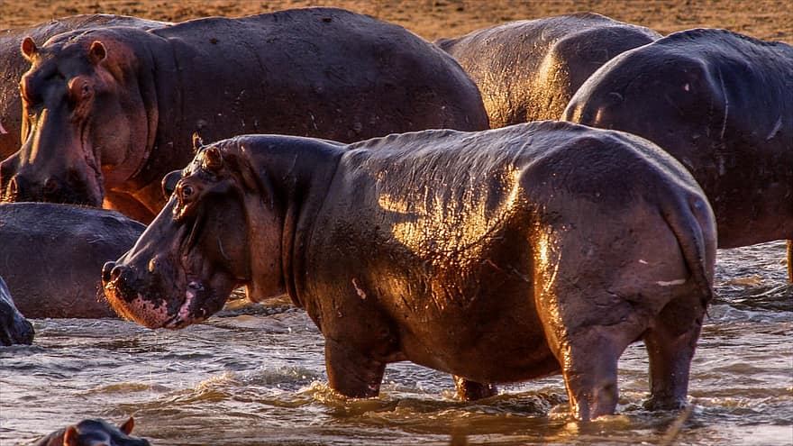 Hippo, Hippopotamus, Bathing, Group, Pachyderm, Mammals, Nature, Water, Animals, Wildlife, Large