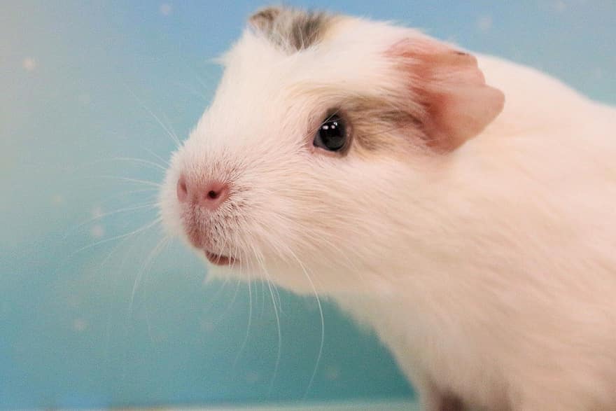 Guinea Pig, Sweet, Nager, Cute, Pet, Small, Rodent, Animal, Smooth Hair, Small Animal, Young Animal
