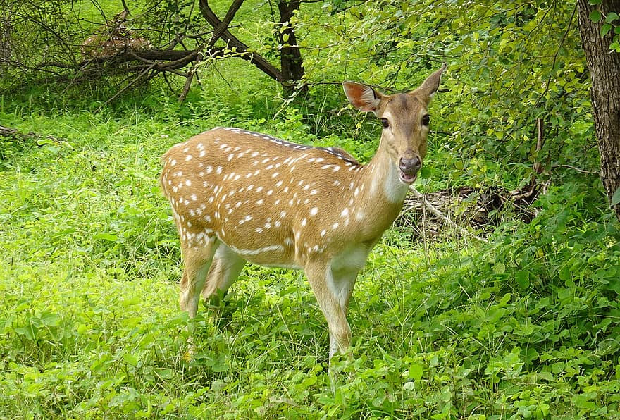 spottet hjorte, Chital Deer, doe, hjort, dyreliv, pattedyr, natur, fauna, Nationalpark, naturreservat, Dhari