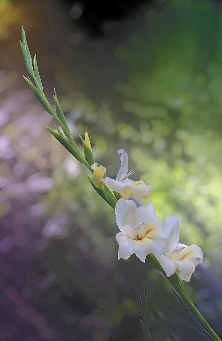 gladiols, gladiola, ziedi, balti ziedi, ziedlapiņām, baltas ziedlapiņas, zied, zieds, flora, augu, dārzs