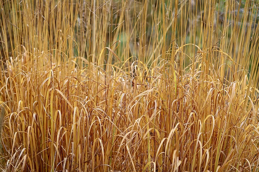 Grass, Dried, Reed, Dry, Nature, Grasses