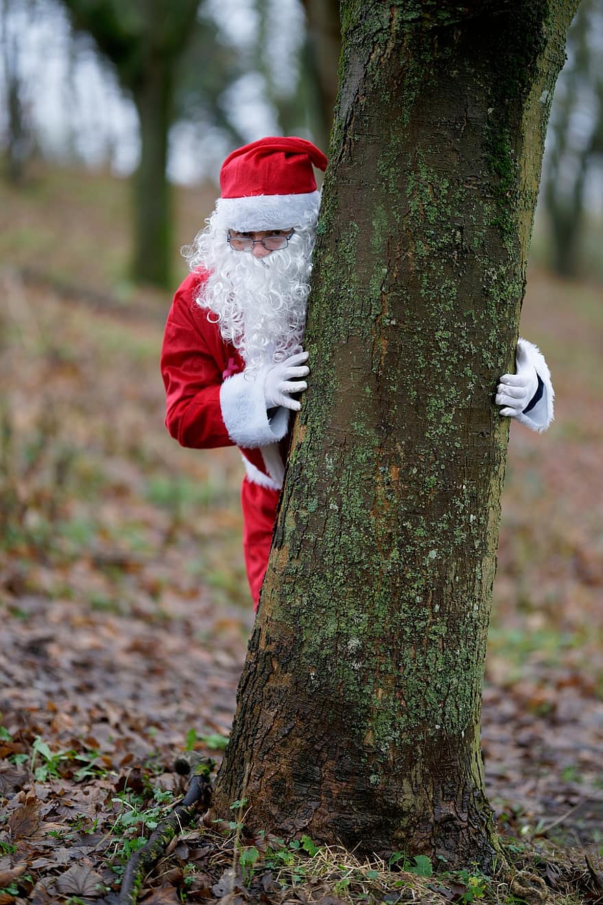 クリスマス、サンタクロース、木、男達、森林、シーズン、冬、一人、葉、アダルト、お祝い