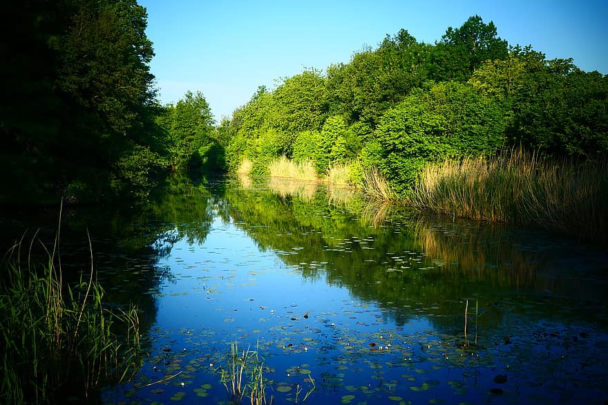 озеро, каналу, ліс, дерева, вранці, природи, літо, зелений колір, дерево, води, краєвид