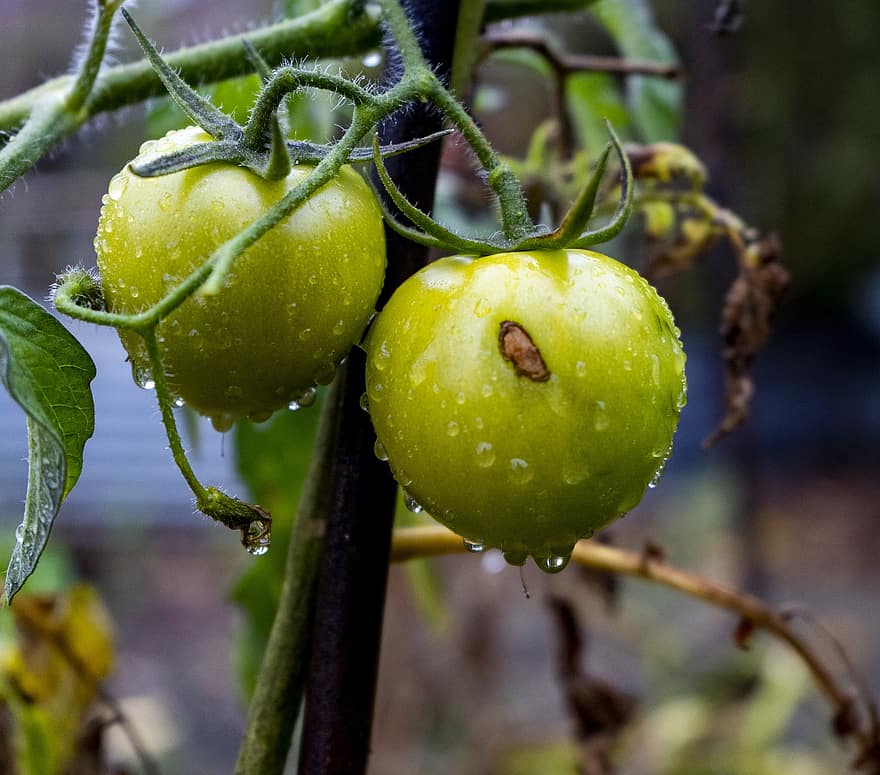 tomates, plantar, orvalho, gotas de orvalho, gotículas, molhado, tomates verdes, crescendo, orgânico, fruta, crescimento
