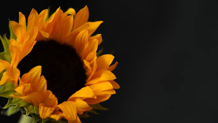 bunga matahari, bunga, merapatkan, bunga kuning, biji bunga matahari, berbunga, mekar, flora, alam, kelopak