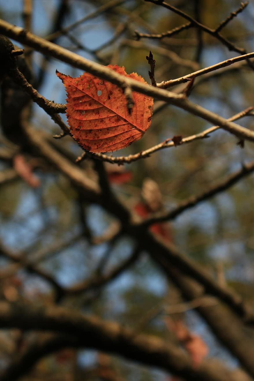葉、枝、木、秋、落葉性、コールド