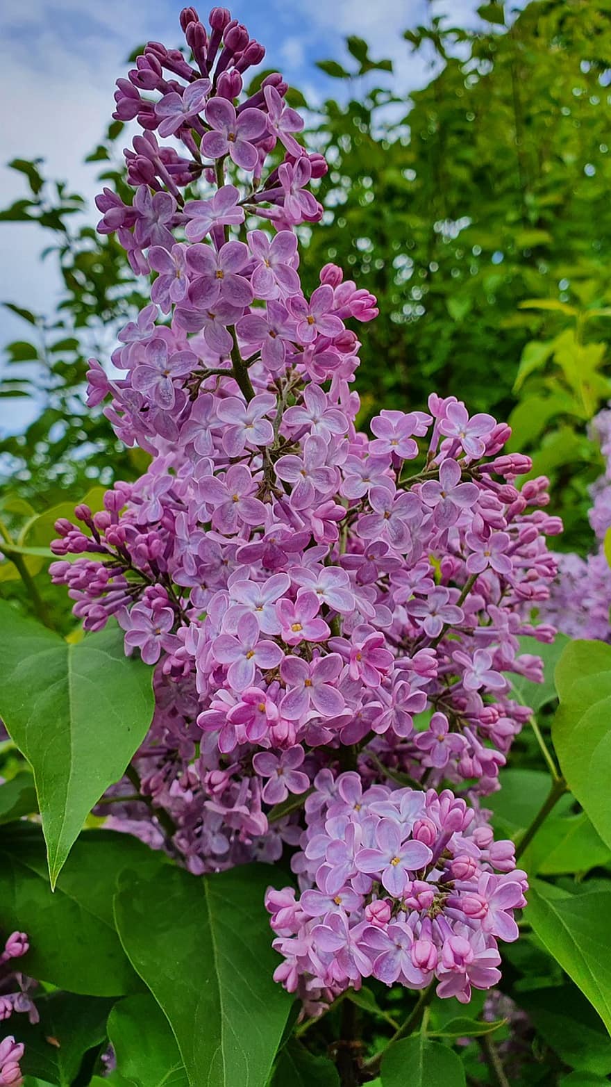 lilas, violet, fragrance, jardin, buisson, printemps