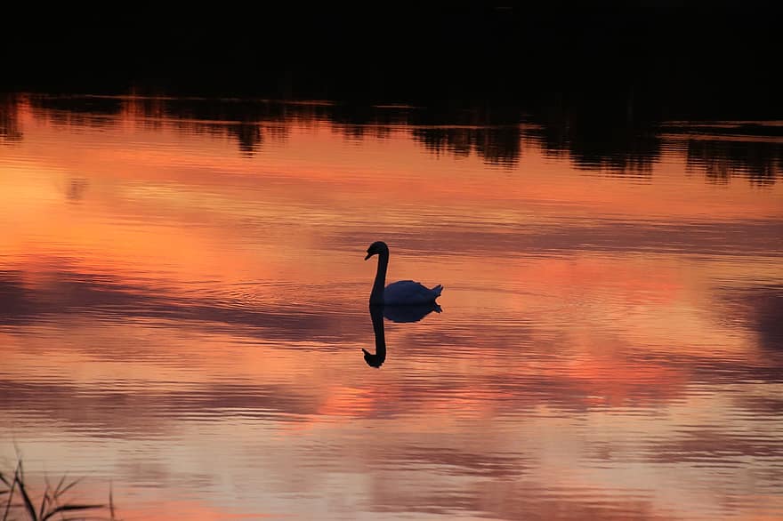 cisne, lago, amanecer, reflejo, siluetas, cañas, lleno de cañas, agua, reflexión, reflejo de agua, pájaro