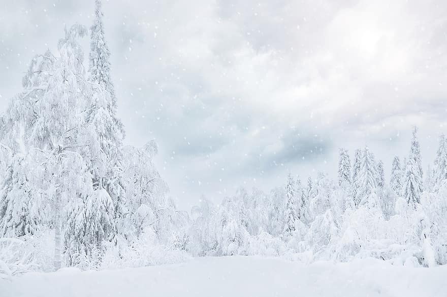 雪、冬、シーズン、自然、森林、木、霜、氷、風景、青、フローズン