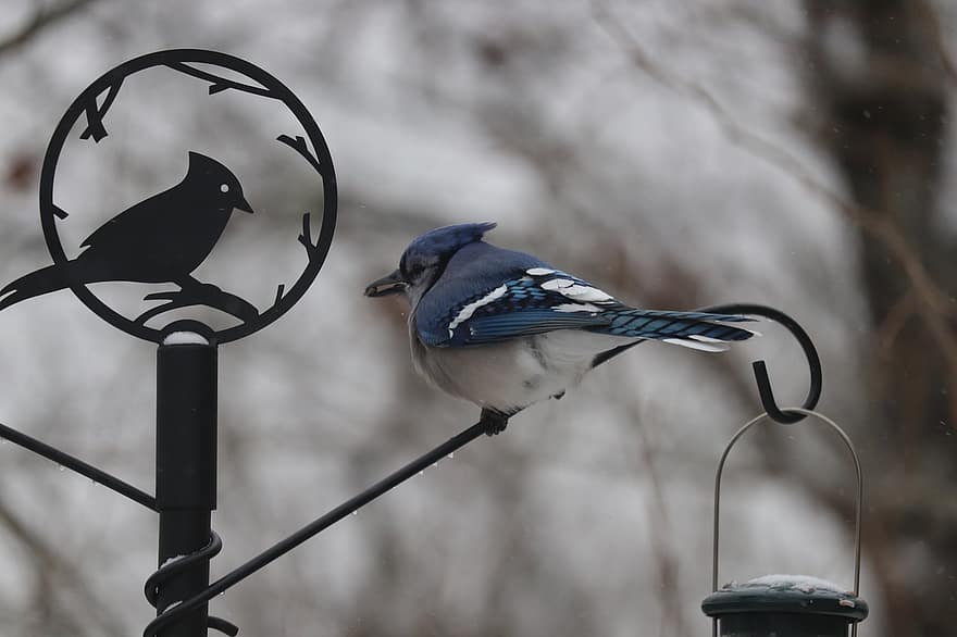 голубая сойка, птица, животное, живая природа, синяя птица, зима, холодно, оперение, взгромоздился, кормушка для птиц, орнитология