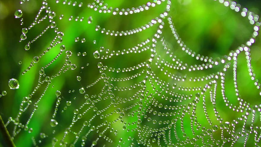 zirnekļa tīkls, rasas pilieni, makro, tuvplāns, fona, zaļā krāsa, lapas, augu, rasa, kritums, abstrakts