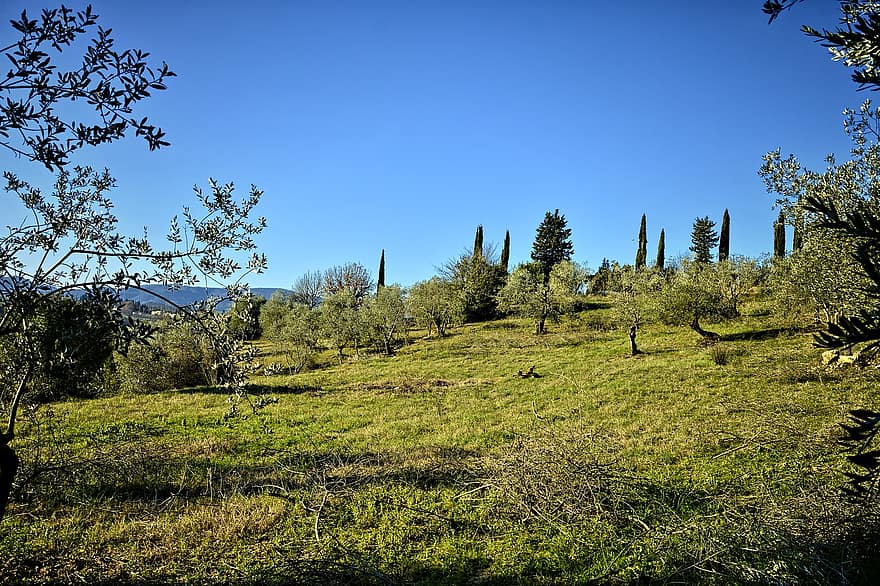 bakker, oliventrær, villaer, cypress trær, panoramabilder, Toscana, landskap, tre, landlige scene, grønn farge, sommer