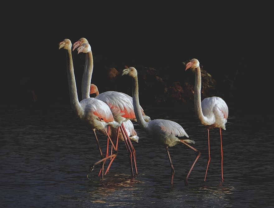 flamingos, putni, ezers, dzīvnieki, savvaļas dzīvnieki, raksturs, spalvas, knābis, spalvu, dzīvniekiem savvaļā, ūdens
