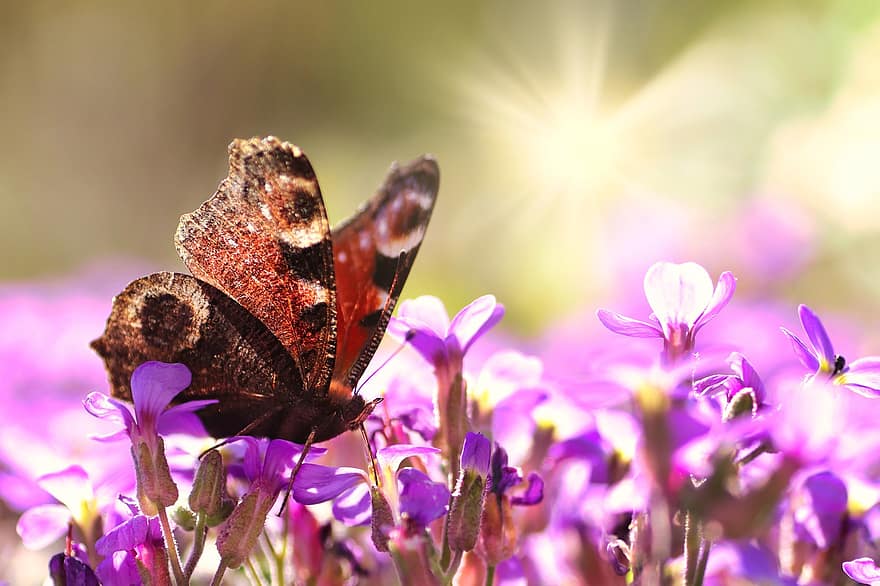 sommerfugl, påfugl sommerfugl, blomster, pollinere, pollinering, vinger, sommerfuglvinger, bevinget insekt, Lepidoptera, blomst, blomstre