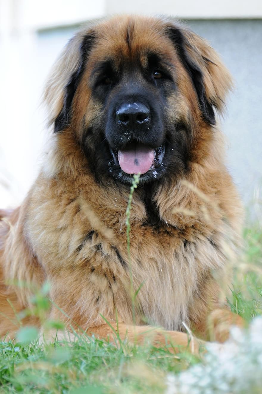 Leonberger, 개, 착한 애, 개 품종, 송곳니, 개 초상화, 동물 초상화, 행복한 강아지