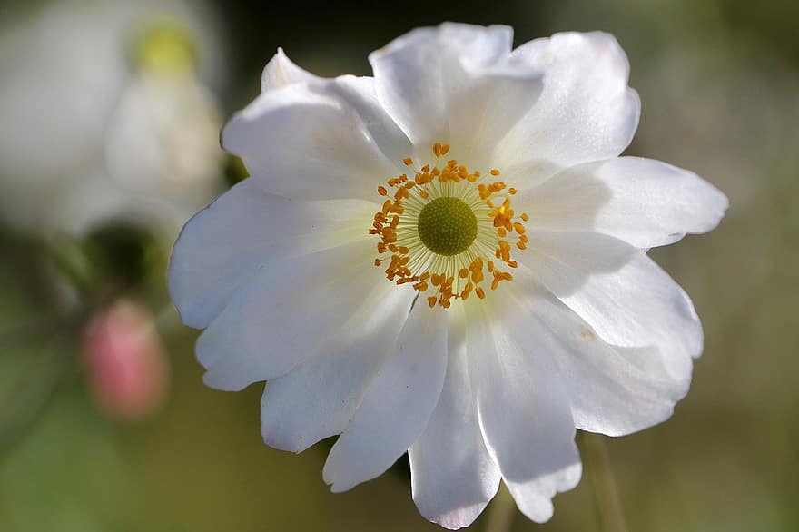 Sonbahar Anemon, Beyaz çiçek, Stamenler, çiçek, kapatmak, doğa, bitki, taçyaprağı, yaz, doğada güzellik, makro