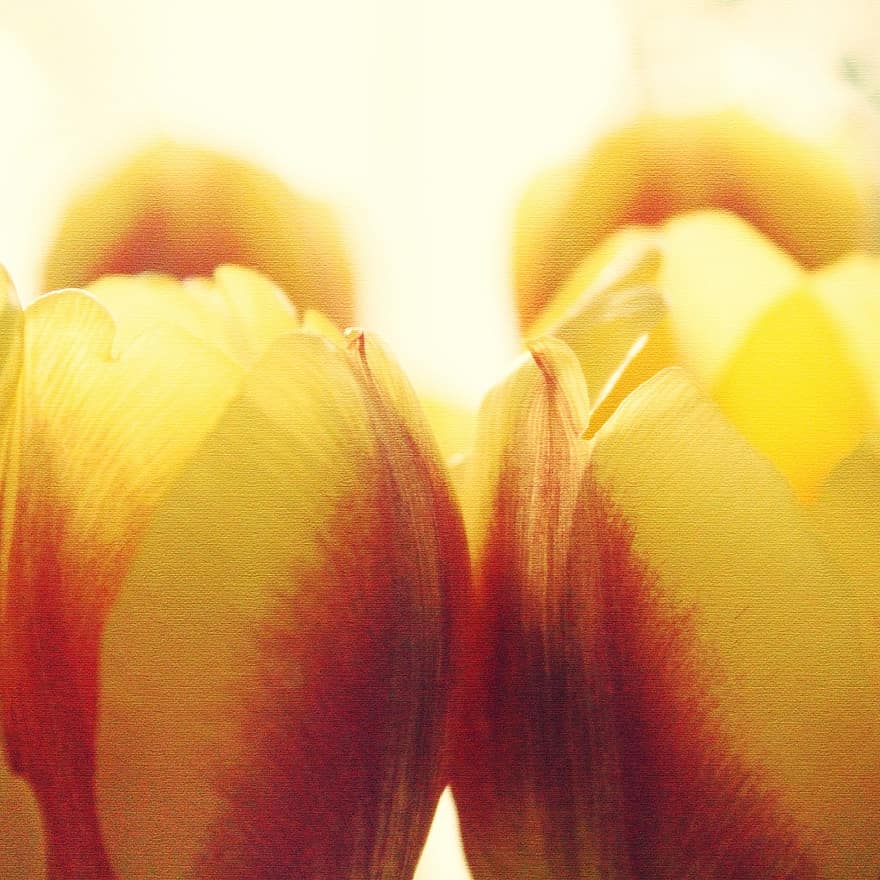 tulipaner, sol, blomster, flora, gul, helvete, blomst, schnittblume, humør, bukett, gi