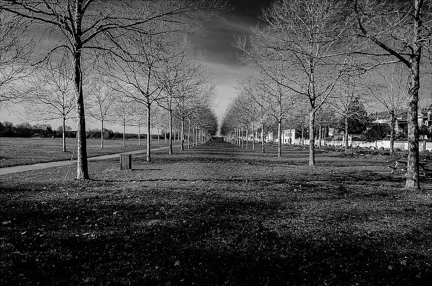 Trees, Nature, Park, Outdoors, Travel, Exploration, Monochrome, Black And White, Perspective, grass, tree