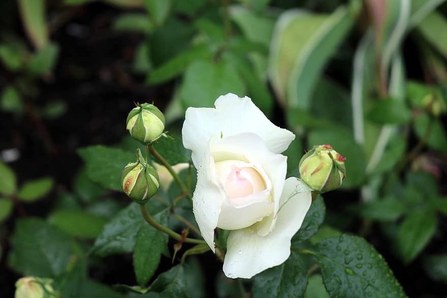 las flores, botones florales, rosas blancas, Flores blancas, rosas, ramo de flores, jardín, hoja, planta, de cerca, pétalo