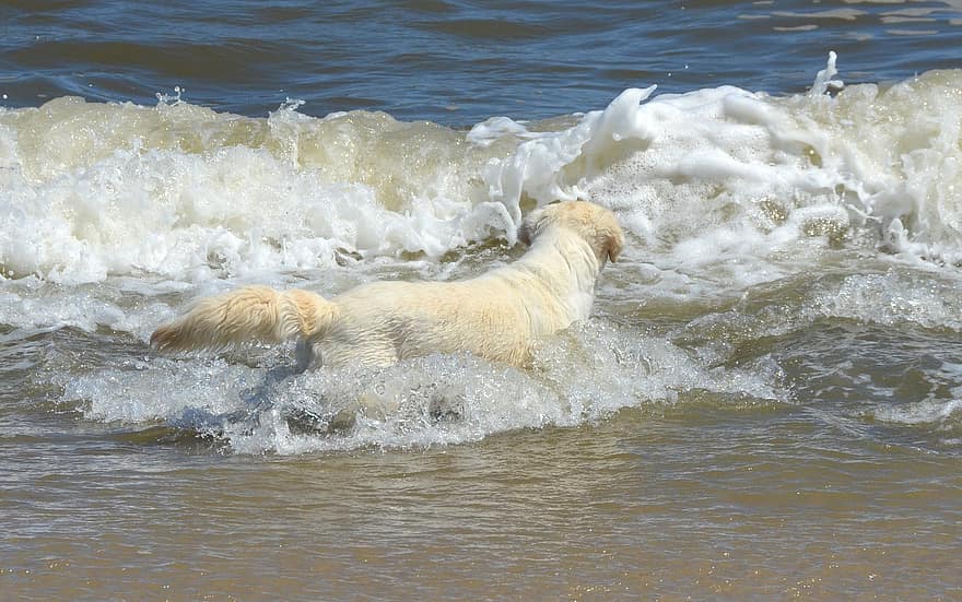 chien, retriever, animal de compagnie, plage, le sable, vagues, mer, canin, animal, fourrure, museau