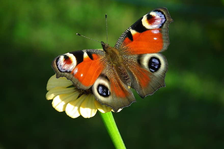 バタフライ、昆虫、翼、蝶の羽、鱗翅目、受粉する、受粉、花、自然、夏、マクロ