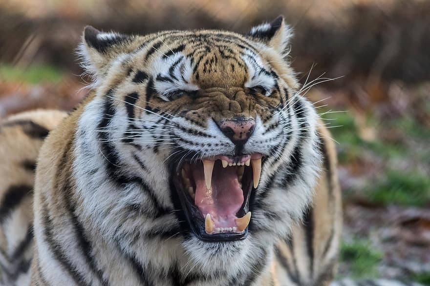 тигър, животно, рев, зъби, ядосан, агресивен, агресия, месояден, ловец, бозайник, голяма котка
