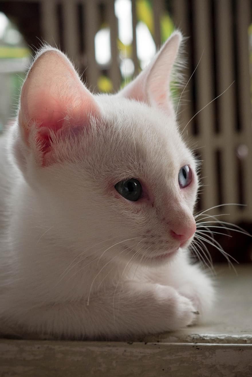 katt, hvit katt, kjæledyr, dyr, huskatt, feline, pattedyr, søt
