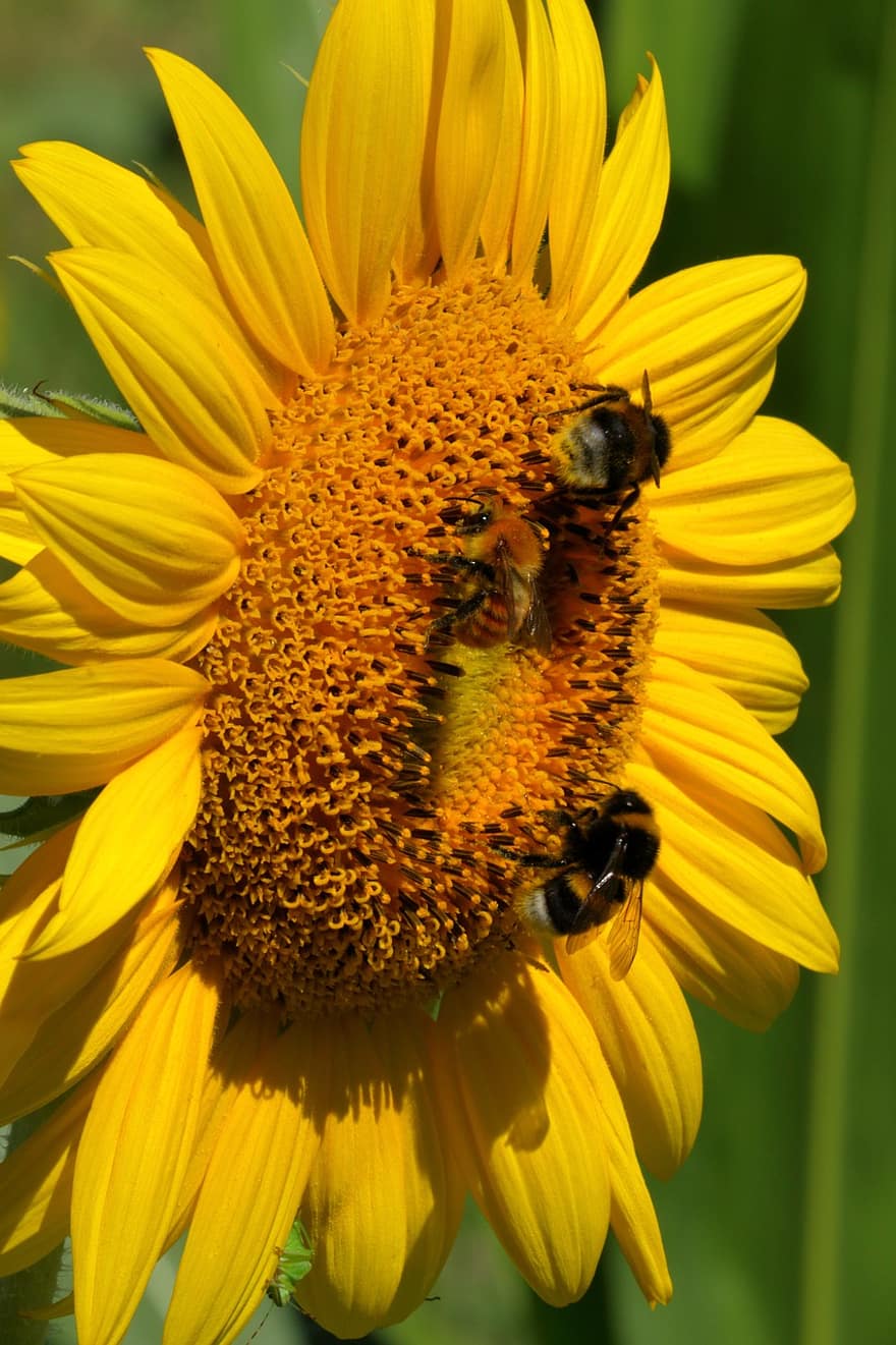 Insects, Sunflower, Nature, Yellow