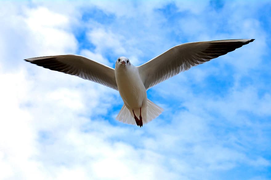 Seagull, Bird, Sky, Gull, Seabird, Animal, Wildlife, Wings, Plumage, Beak, Flight