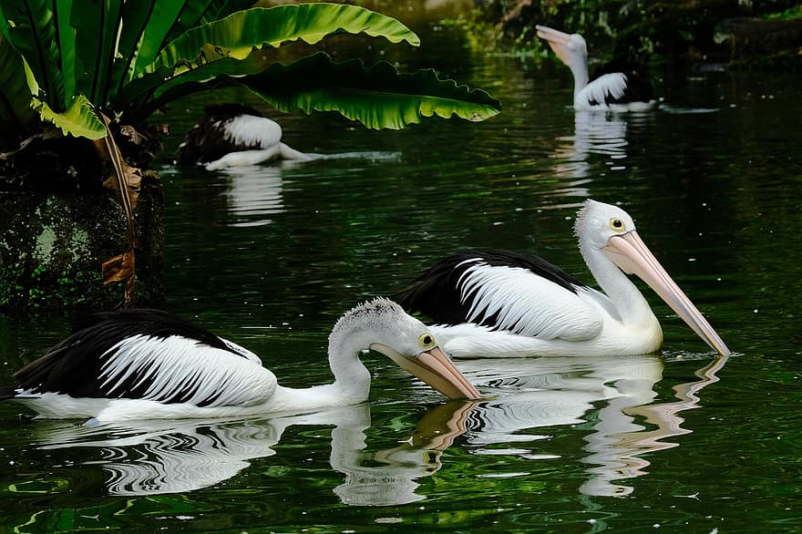 pelikaner, fugler, innsjø, dam, vannhøns, vannfugler, dyreliv, avian, nebb, vann, dyr i naturen