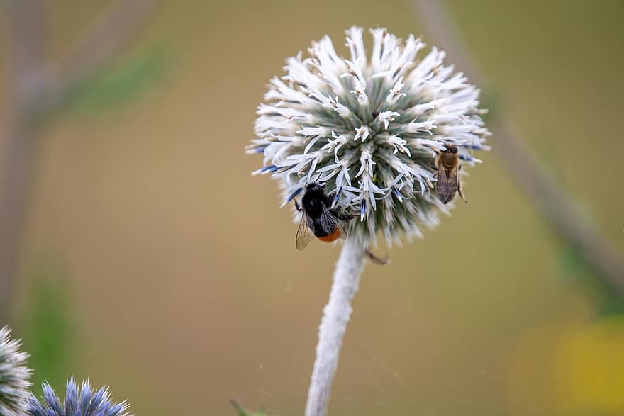 Thistle, Bumblebees, Pollination, Blossom, Wildflowers, Bloom, Nature, Insects, Plants, Flora, close-up
