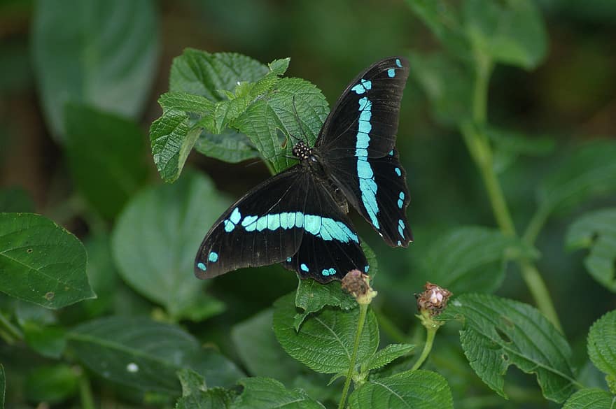 Gidon, kelebek, böcek, Papilio Nireus, yapraklar, kanatlar, bitki, Bahçe, doğa, kapatmak, yeşil renk