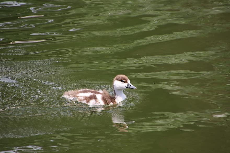 Mallard, Duck, Lake, Juvenile, Duckling, Bird, Anatidae, Water Bird, Aquatic Bird, Waterfowl, Feathers