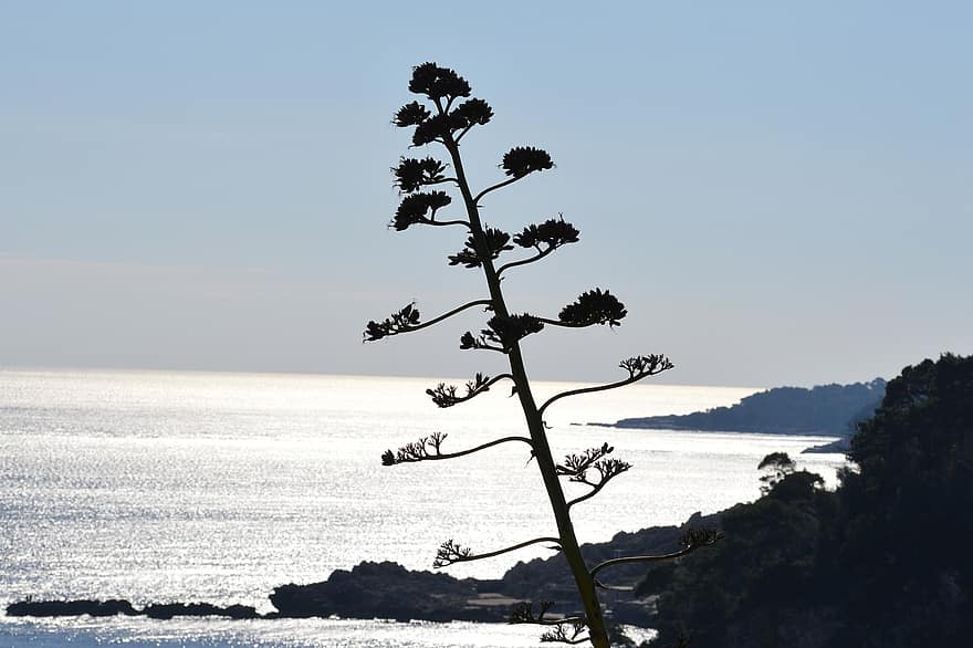 Agave, Tree, Sea, Century Plant, Branches, Leaves, Trunk, Horizon, Nature, summer, blue