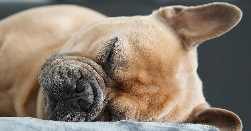 Französische Bulldogge, Hund, schlafen, Porträt, Haustier, Rennen, Hunderasse, Seitenposition, Tier, Tierporträt, Pelz