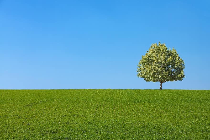 pohon, bidang, padang rumput, tenang, langit, screen saver, Latar Belakang, rumput, warna hijau, musim panas, pemandangan pedesaan