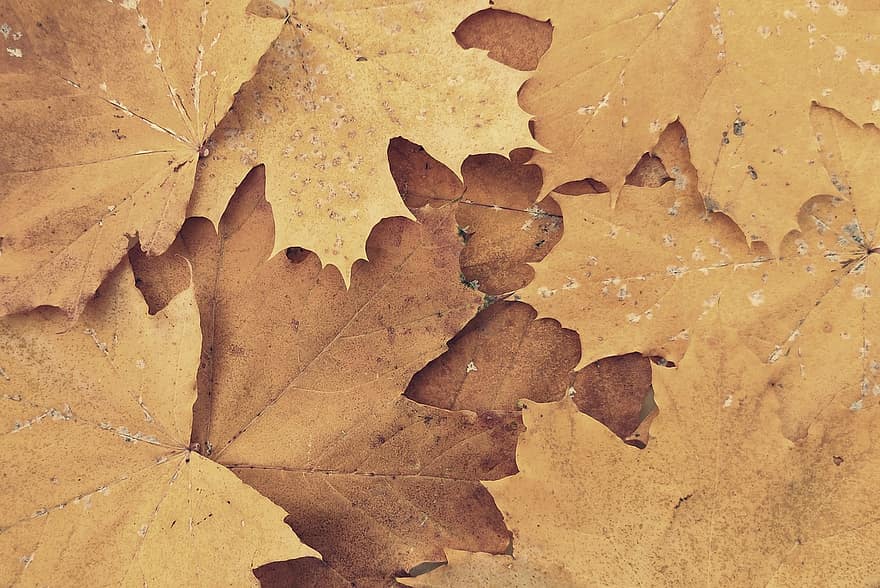 jesień, odchodzi, listowie, jesienne liście, sezon jesienny, spadek liści, liść, żółty, pora roku, tła, październik