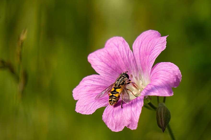 hoverfly, Muscă de marmeladă, gândac, insectă, a zbura, natură, animale sălbatice, animal, polen, floare