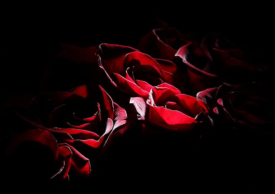 गुलाब के फूल, पुष्प गुच्छ, फूल, प्रेम, उपन्यास, प्रेम प्रसंगयुक्त, उपहार, फूल का खिलना, पंखुड़ियों, शादी, लाल