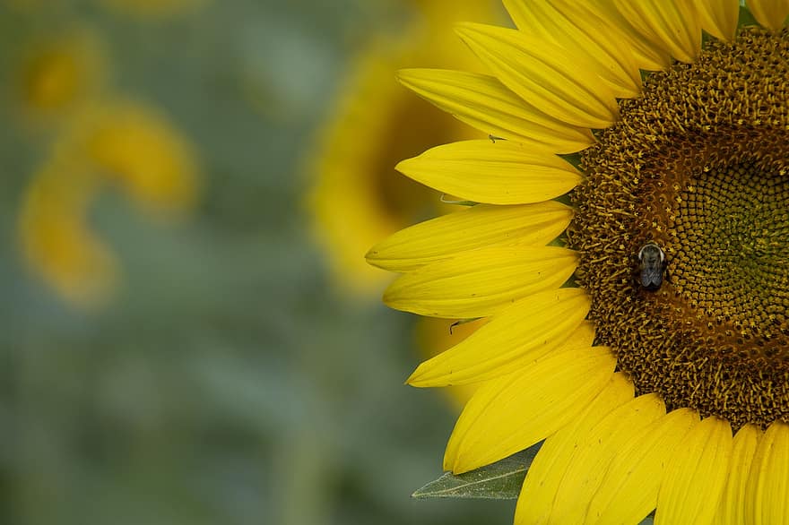 Sunflower, Yellow, Blossom, Bee