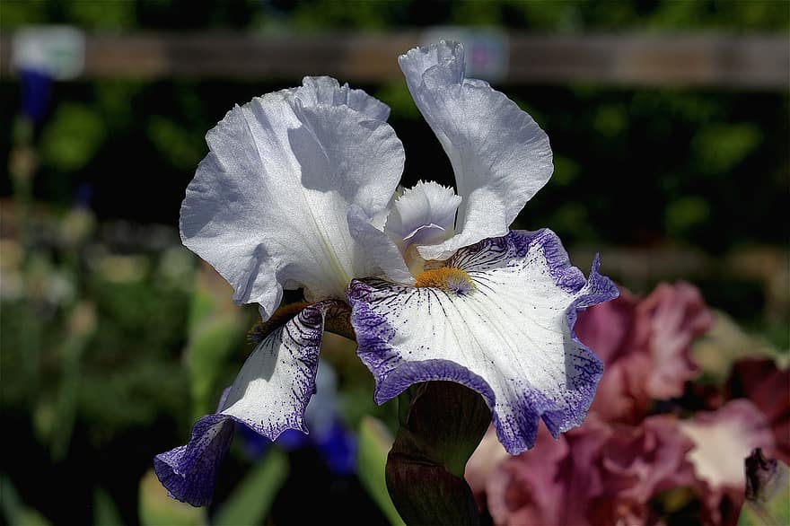 iris, blomst, hage, petals, blomstre, flora, anlegg, natur, nærbilde, petal, blad