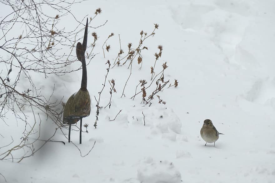птах, сніг, співочий птах, fringilla coelebs, самка, природи, зима, нести
