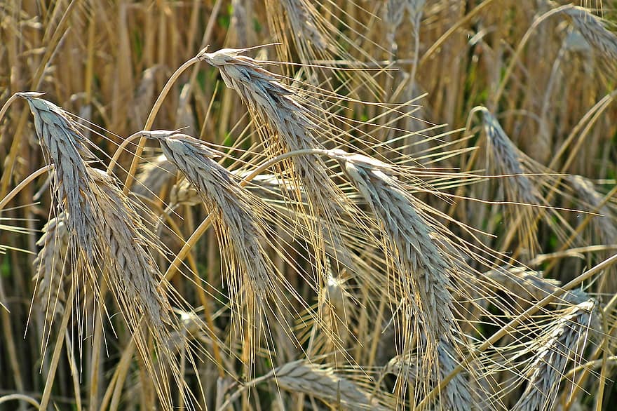 кукурудза, зерна, сільське господарство, поле, урожай, жито, крупи, вуха, природи